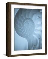 Shells 3-Doug Chinnery-Framed Photographic Print