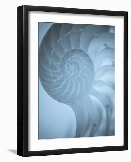 Shells 3-Doug Chinnery-Framed Photographic Print