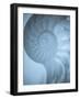 Shells 3-Doug Chinnery-Framed Photographic Print