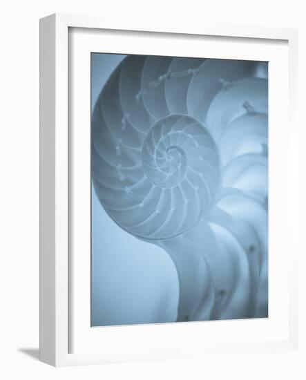 Shells 3-Doug Chinnery-Framed Photographic Print