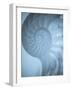 Shells 3-Doug Chinnery-Framed Photographic Print