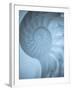 Shells 3-Doug Chinnery-Framed Photographic Print