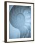 Shells 3-Doug Chinnery-Framed Photographic Print