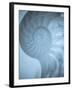 Shells 3-Doug Chinnery-Framed Photographic Print