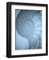 Shells 3-Doug Chinnery-Framed Photographic Print