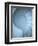 Shells 3-Doug Chinnery-Framed Photographic Print