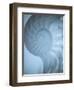 Shells 3-Doug Chinnery-Framed Premium Photographic Print