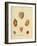 SHELLS #3-R NOBLE-Framed Photographic Print