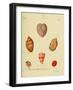 SHELLS #3-R NOBLE-Framed Photographic Print