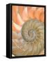 Shells 4-Doug Chinnery-Framed Stretched Canvas