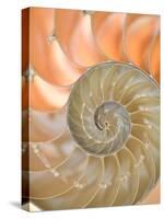 Shells 4-Doug Chinnery-Stretched Canvas