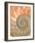 Shells 4-Doug Chinnery-Framed Premium Photographic Print