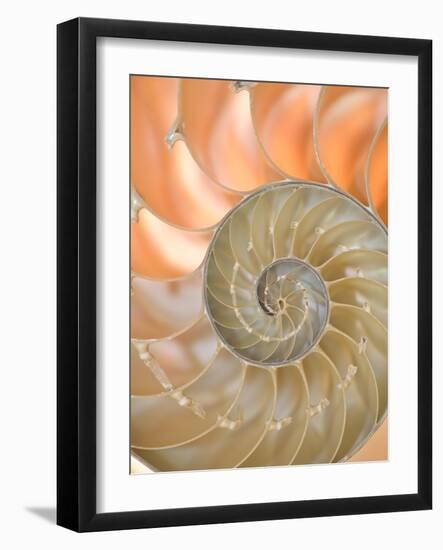 Shells 4-Doug Chinnery-Framed Premium Photographic Print