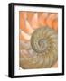 Shells 4-Doug Chinnery-Framed Premium Photographic Print