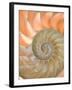 Shells 4-Doug Chinnery-Framed Premium Photographic Print