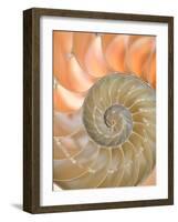 Shells 4-Doug Chinnery-Framed Photographic Print