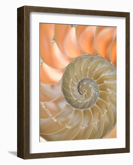 Shells 4-Doug Chinnery-Framed Photographic Print