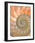Shells 4-Doug Chinnery-Framed Photographic Print