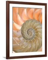 Shells 4-Doug Chinnery-Framed Photographic Print