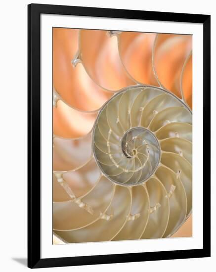 Shells 4-Doug Chinnery-Framed Photographic Print