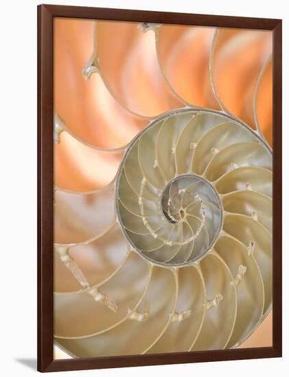 Shells 4-Doug Chinnery-Framed Photographic Print