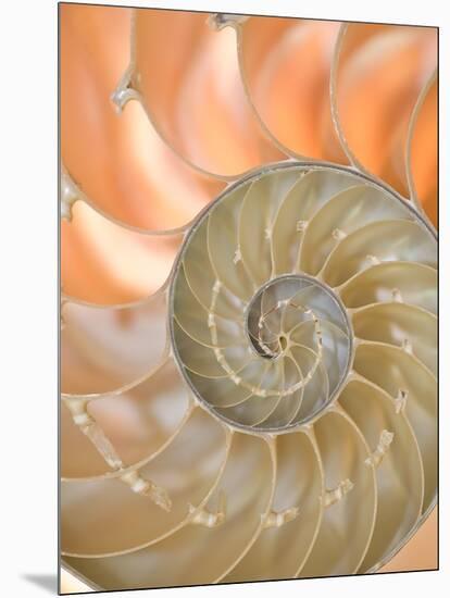 Shells 4-Doug Chinnery-Mounted Photographic Print