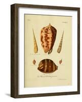 SHELLS #4-R NOBLE-Framed Photographic Print