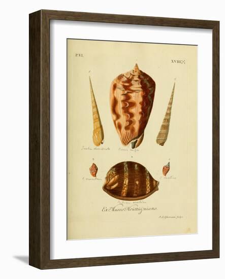 SHELLS #4-R NOBLE-Framed Photographic Print