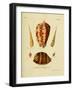 SHELLS #4-R NOBLE-Framed Photographic Print