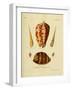 SHELLS #4-R NOBLE-Framed Photographic Print