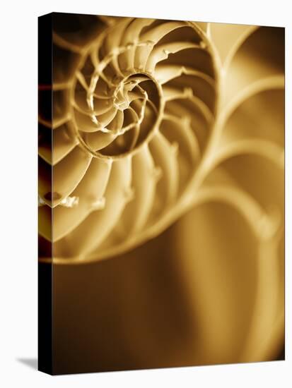 Shells 5-Doug Chinnery-Stretched Canvas