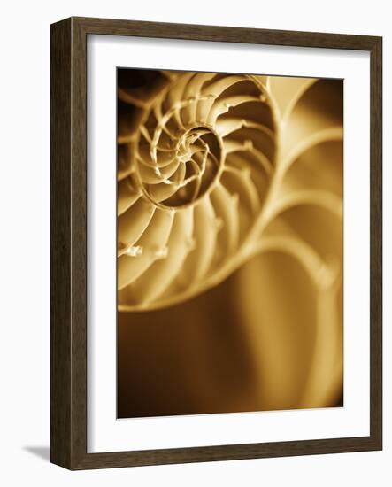 Shells 5-Doug Chinnery-Framed Photographic Print