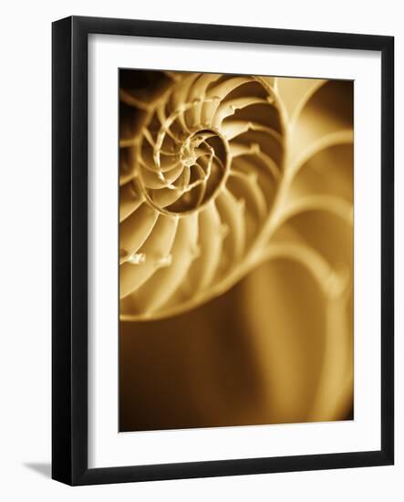 Shells 5-Doug Chinnery-Framed Photographic Print