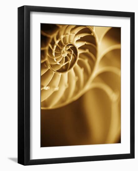 Shells 5-Doug Chinnery-Framed Photographic Print