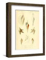 SHELLS #5-R NOBLE-Framed Photographic Print
