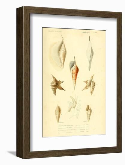 SHELLS #5-R NOBLE-Framed Photographic Print