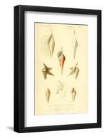 SHELLS #5-R NOBLE-Framed Photographic Print