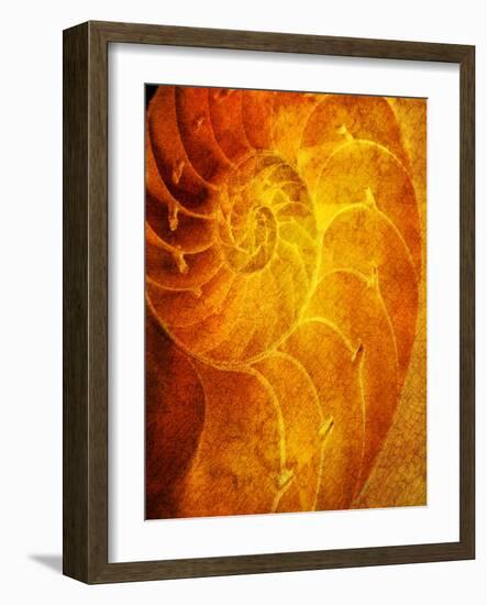 Shells 6-Doug Chinnery-Framed Photographic Print
