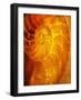 Shells 6-Doug Chinnery-Framed Photographic Print