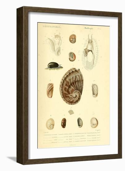 SHELLS #6-R NOBLE-Framed Photographic Print