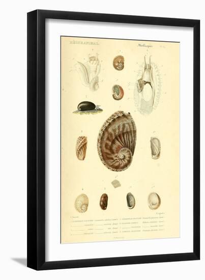 SHELLS #6-R NOBLE-Framed Photographic Print