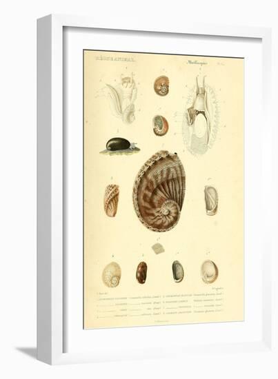 SHELLS #6-R NOBLE-Framed Photographic Print