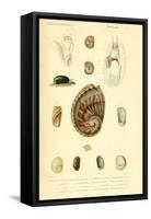 SHELLS #6-R NOBLE-Framed Stretched Canvas