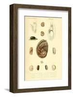 SHELLS #6-R NOBLE-Framed Photographic Print