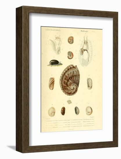 SHELLS #6-R NOBLE-Framed Photographic Print