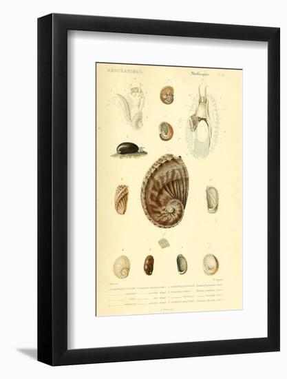 SHELLS #6-R NOBLE-Framed Photographic Print