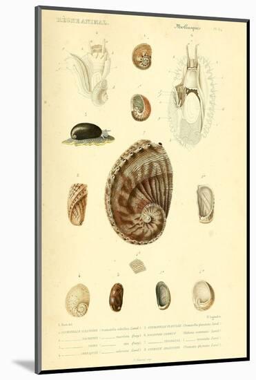 SHELLS #6-R NOBLE-Mounted Photographic Print