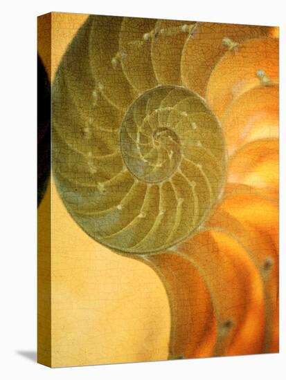 Shells 7-Doug Chinnery-Stretched Canvas