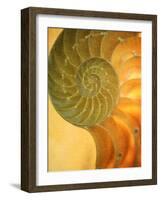 Shells 7-Doug Chinnery-Framed Photographic Print