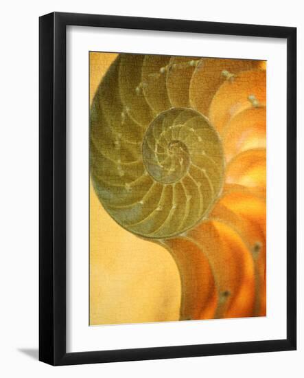 Shells 7-Doug Chinnery-Framed Photographic Print